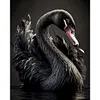Black Swan-Full Square Diamond Painting(40x50cm)