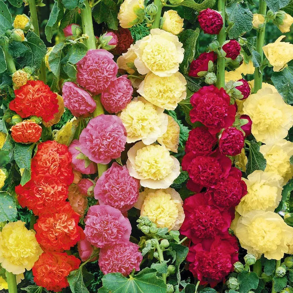 💐Double-flowered Hollyhock Seeds