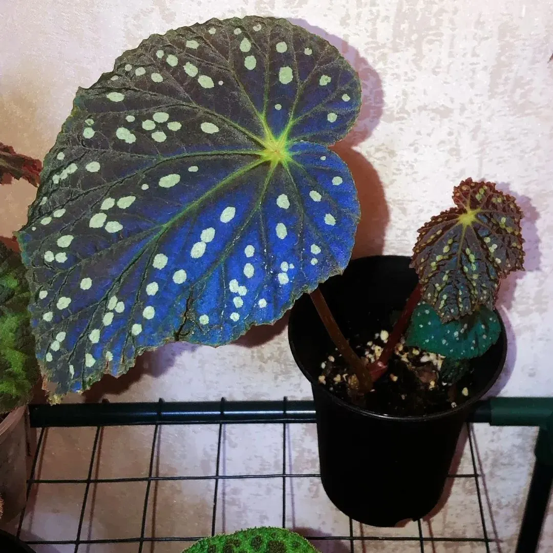 Starry Night Begonia Seeds