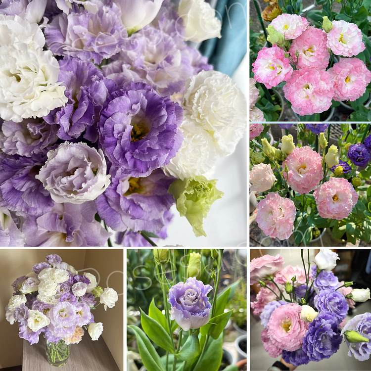 Lisianthus / Eustoma Grandiflorum Seeds - 	Thornless Rose