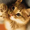 Diamond Painting-DIY Full Drill  Cat
