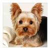 Dog-Full Square Diamond Painting