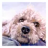Paint by Numbers Acrylic Painting - Pet Dog 40*40cm(HOT)