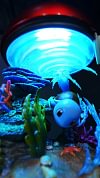 First Generation Starter Pokemon Charmander & Squirtle with LED - Pokemon Resin Statue - BallBall Studio
