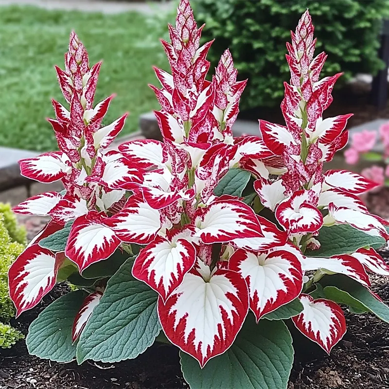 🪴Best Hosta Plants to Grow in the Shade