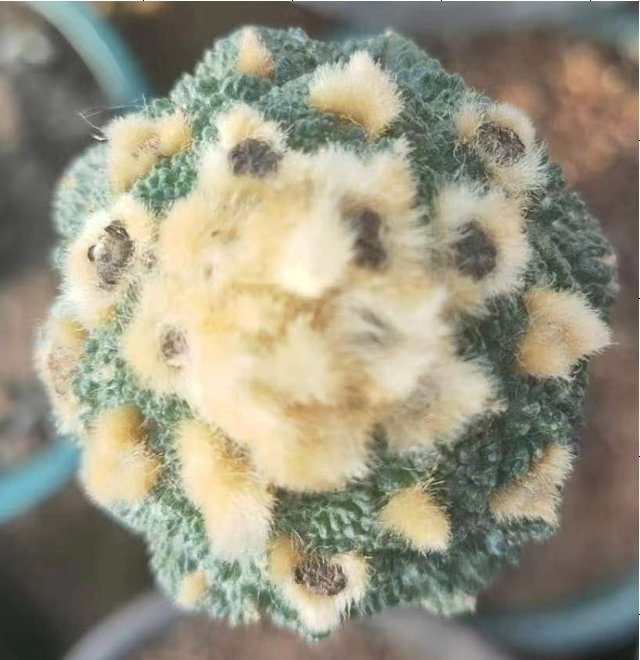 plant Aeonium Echeveria Haworthia  Caudex  Lithops Cactus  Agave 