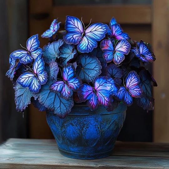 🦋Moonlight Butterfly Begonia