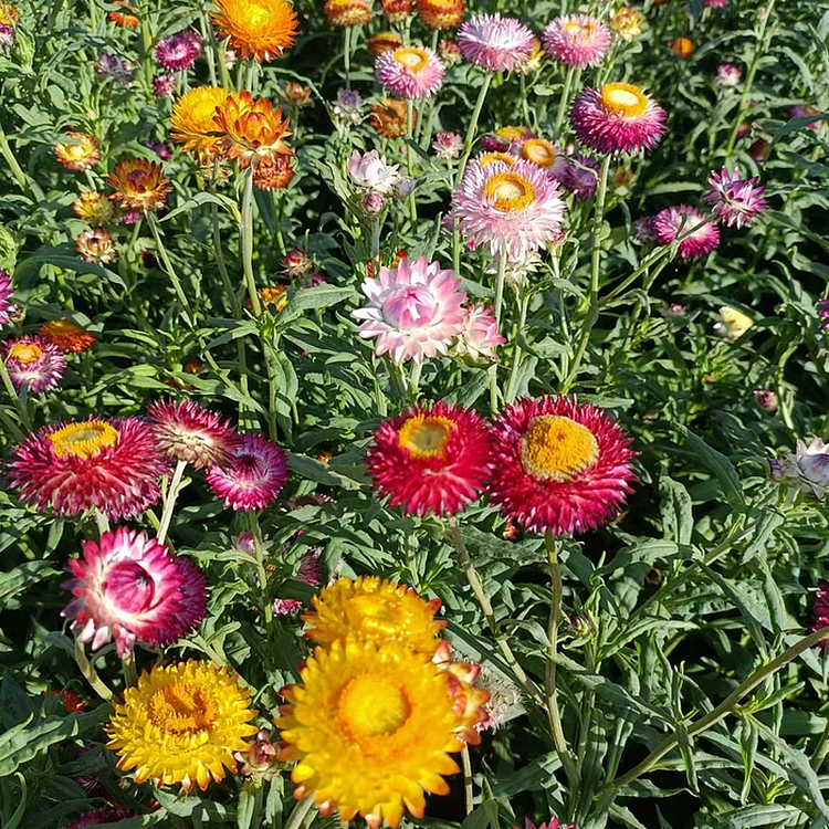 Strawflower Seeds 