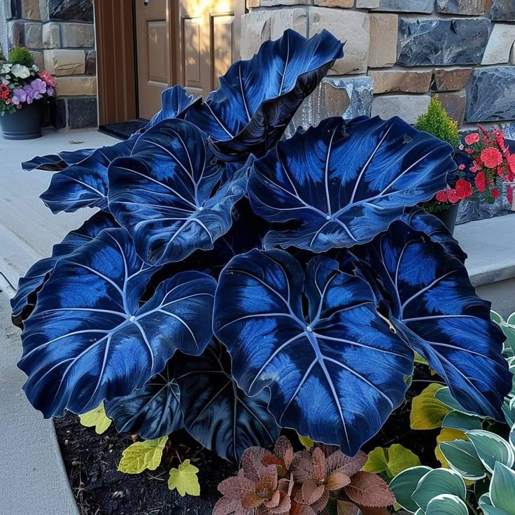 Crimson Frost-Giant Alocasia Bulbs🍃Transform Your Space with Tropical Majesty