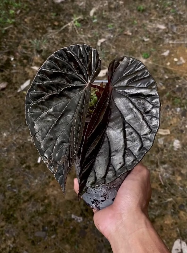 Begonia Black Blood Seeds