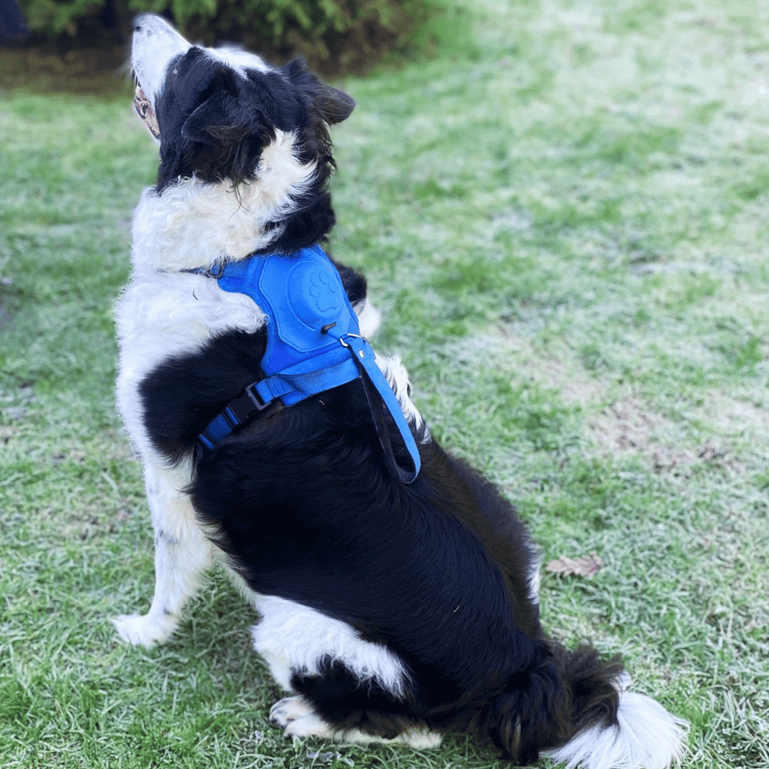 Poochbark&trade; 3 in 1 Dog Harness with Built-In Leash