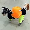 🎃Costume d'Halloween de citrouille pour chien de compagnie🎃