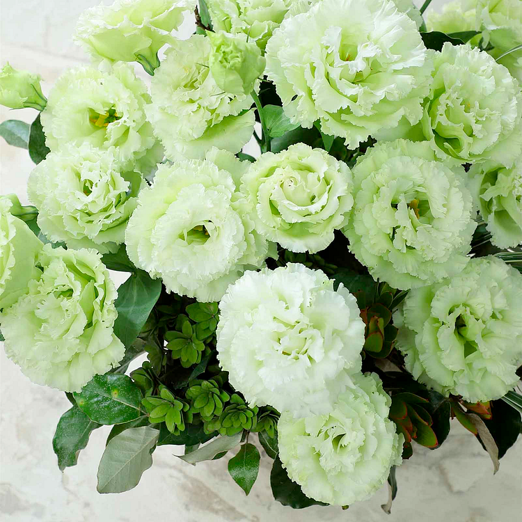 Lisianthus / Eustoma Grandiflorum Seeds - 	Thornless Rose