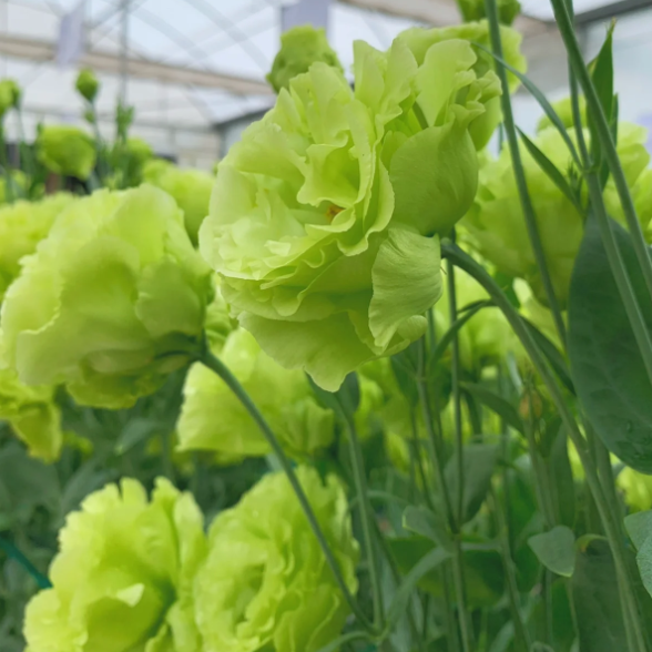 Premium Lisianthus Seeds &ndash; Grow Elegant, Long-Lasting Blooms in Your Garden