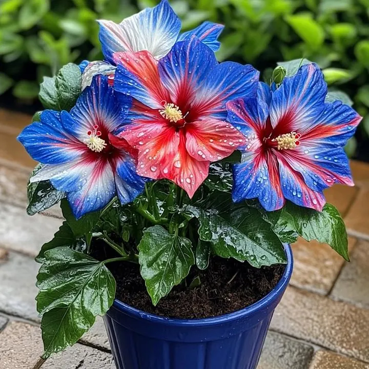 Ocean-Double Hibiscus Bulbs