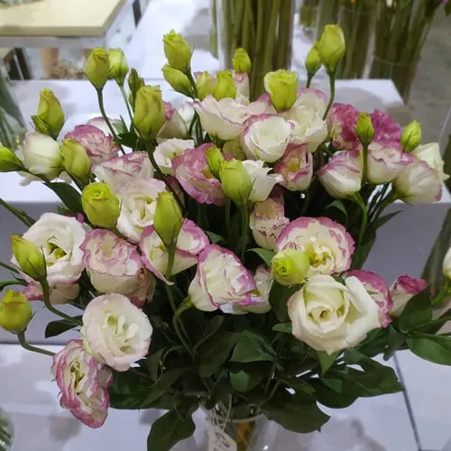 Premium Lisianthus Seeds &ndash; Grow Elegant, Long-Lasting Blooms in Your Garden