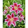 Flowers-11CT Stamped Cross Stitch 40*50cm