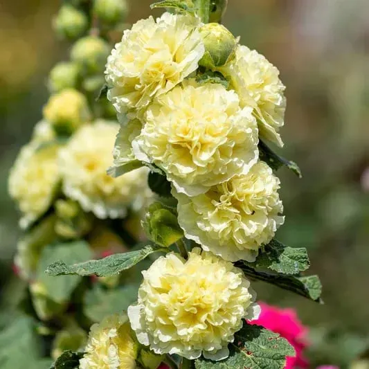 💐Double-flowered Hollyhock Seeds