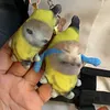 Vocable Banana Cat Crying Keychain Charm Bag Decor