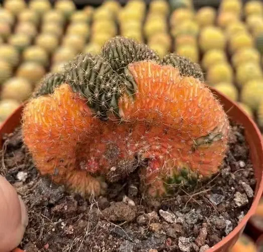 plant Aeonium Echeveria Haworthia  Caudex  Lithops Cactus  Agave 