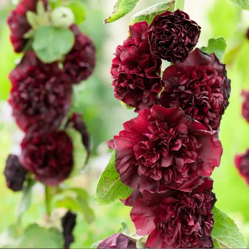 💐Double-flowered Hollyhock Seeds