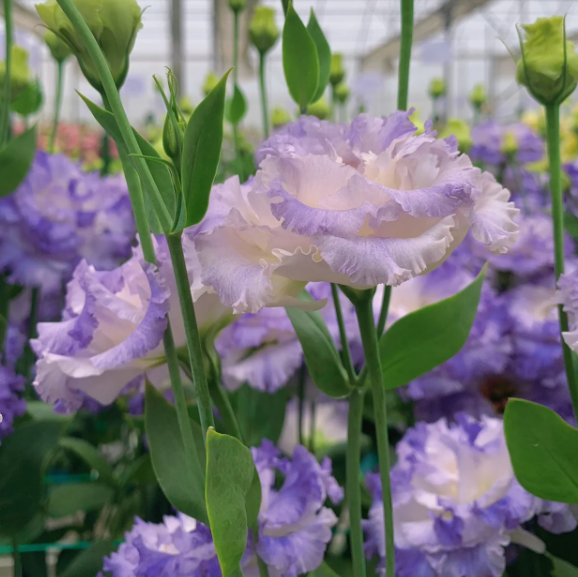 Premium Lisianthus Seeds &ndash; Grow Elegant, Long-Lasting Blooms in Your Garden