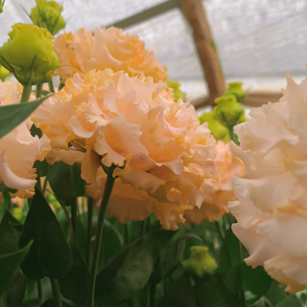 Premium Lisianthus Seeds &ndash; Grow Elegant, Long-Lasting Blooms in Your Garden