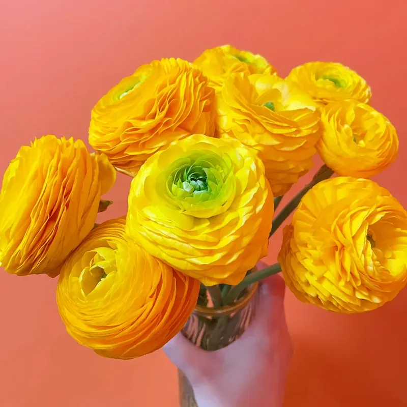 🌺 Ranunculus - Sacred Love