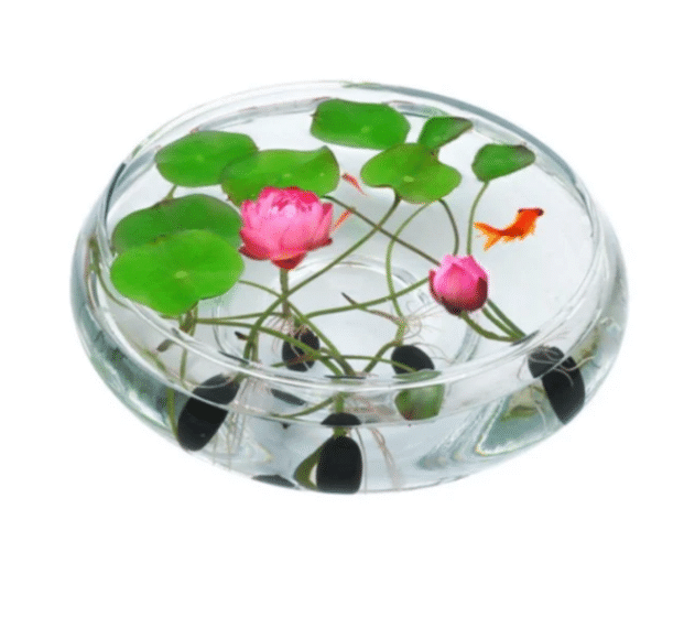 🔥【7 days germination】💐The Sacred Bonsai Bowl Lotus Flower
