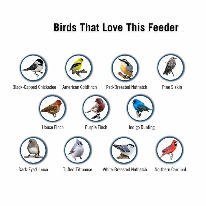 🔥Hot Sale -100% Squirrel-Proof Bird Feeder
