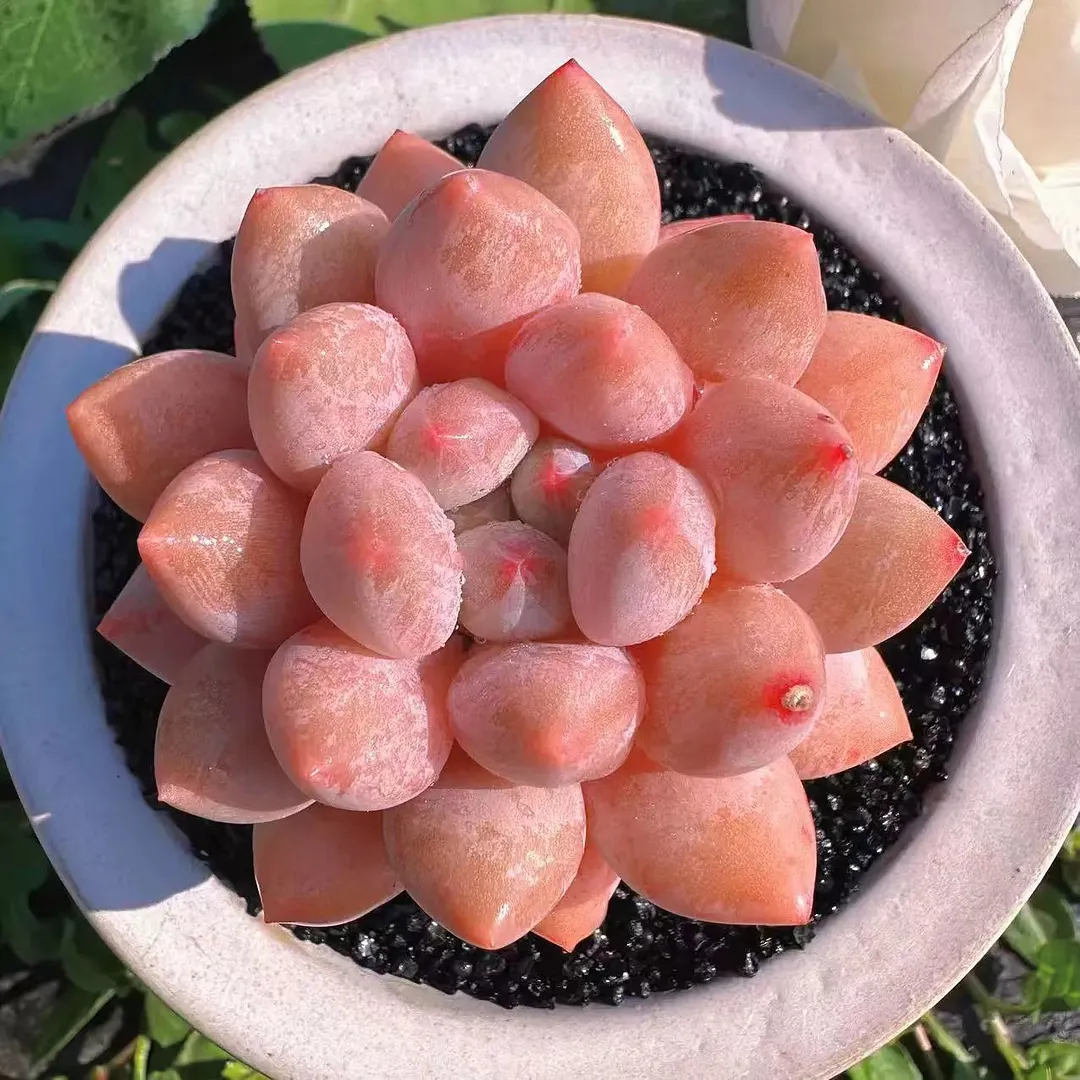 plant Aeonium Echeveria Haworthia  Caudex  Lithops Cactus  Agave 
