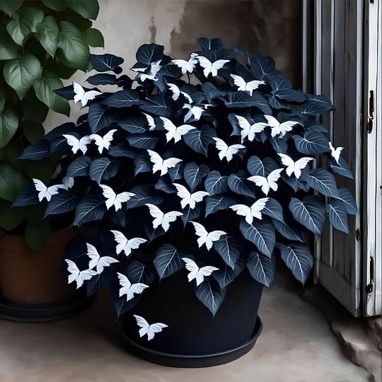 🦋Moonlight Butterfly Begonia