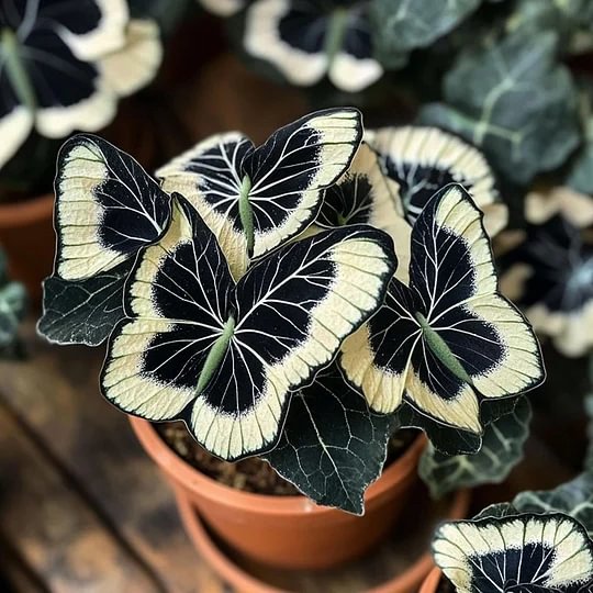 🦋Moonlight Butterfly Begonia