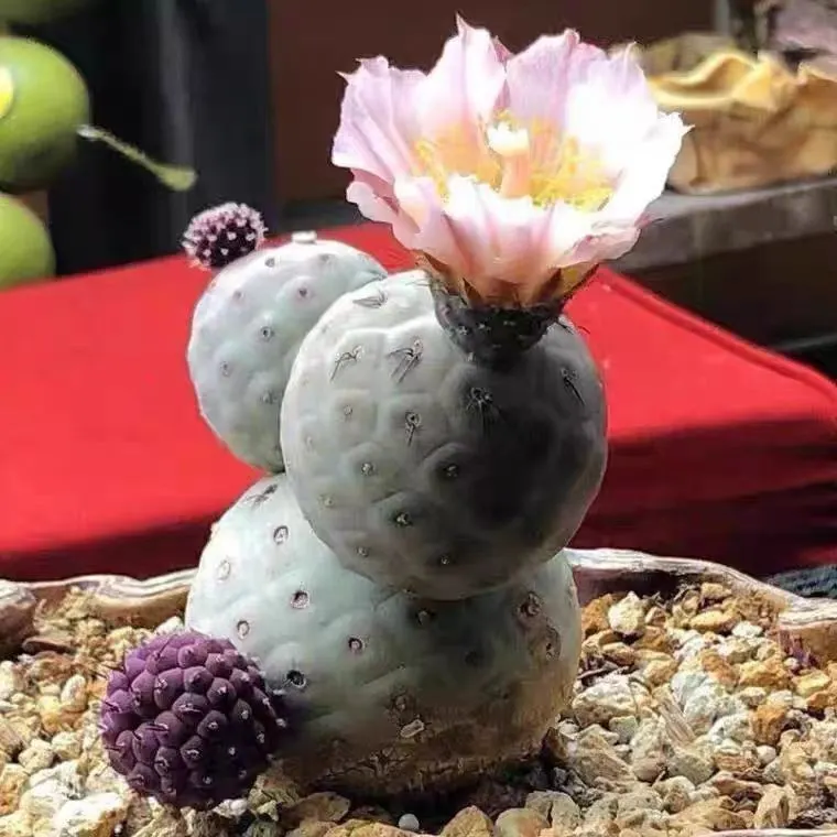 plant Aeonium Echeveria Haworthia  Caudex  Lithops Cactus  Agave 