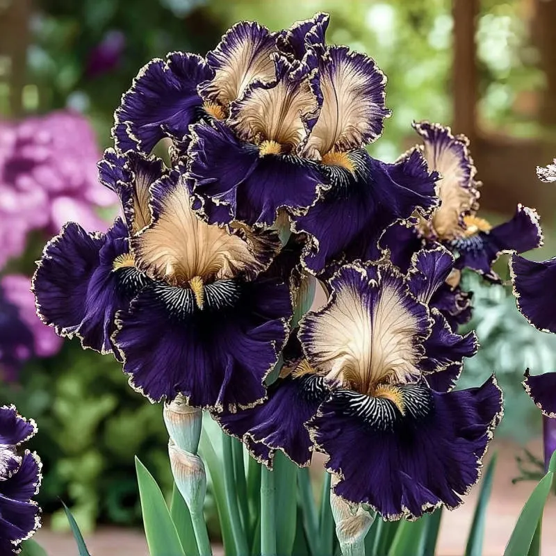 Zebra Iris🦓-Rare Iris Bulbs⚜️