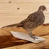 Real Taxidermy Pheasant Filler Specimen Teaching/Decoration