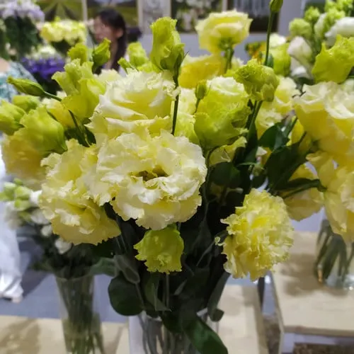 Premium Lisianthus Seeds &ndash; Grow Elegant, Long-Lasting Blooms in Your Garden