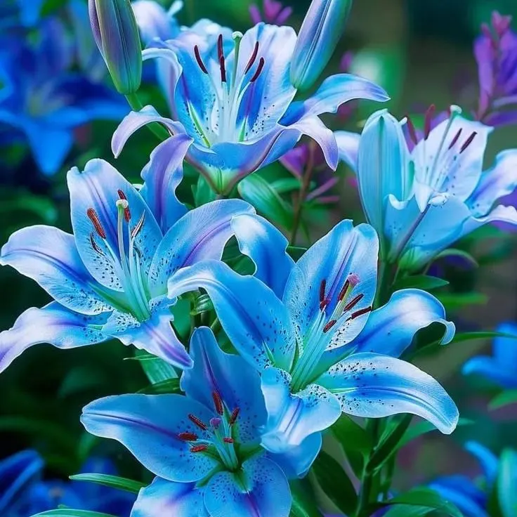Black Spots Lily-Rare Exquisite Lily Bulbs 🌸