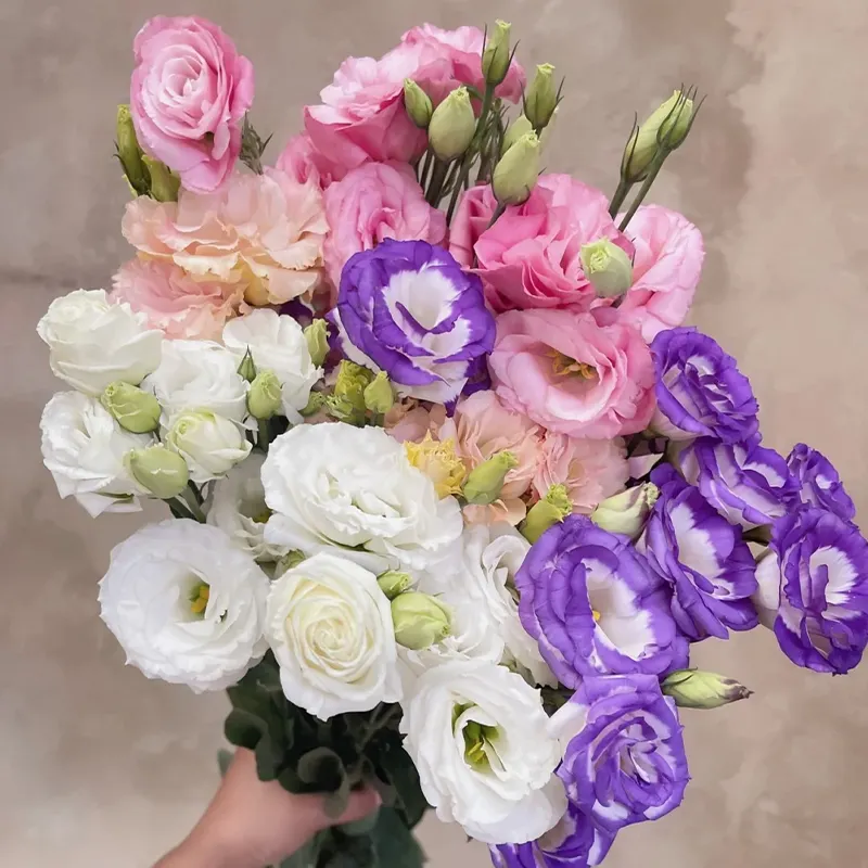 Premium Lisianthus Seeds &ndash; Grow Elegant, Long-Lasting Blooms in Your Garden