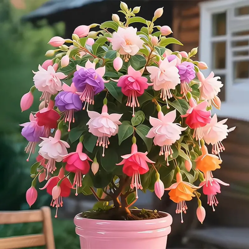 Ruby-🔔Double Fuchsia Bulbs