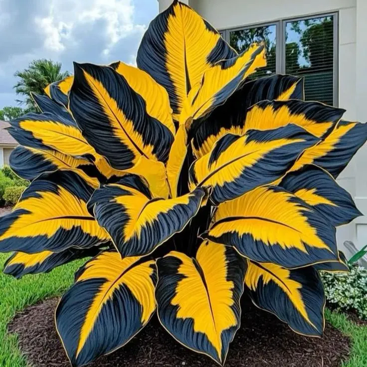 Crimson Frost-Giant Alocasia Bulbs🍃Transform Your Space with Tropical Majesty