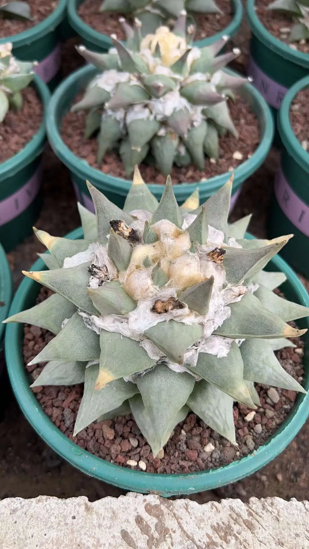 plant Aeonium Echeveria Haworthia  Caudex  Lithops Cactus  Agave 