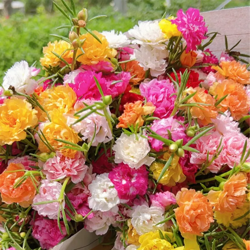 🌹MOSS ROSE&mdash;IMMORTAL FLOWER