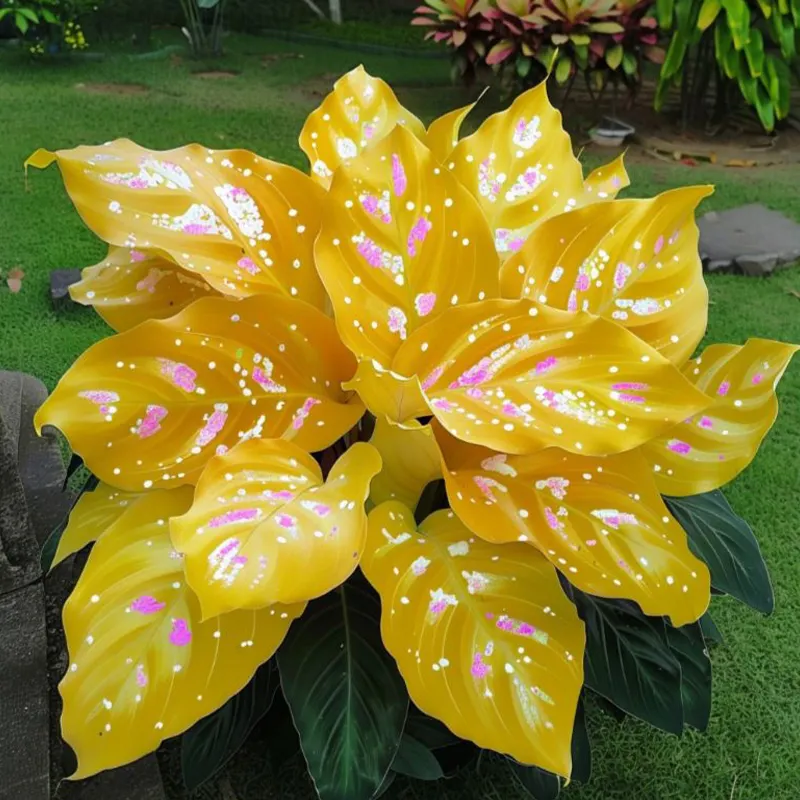 🪴Best Hosta Plants to Grow in the Shade