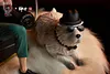 1/6 Scale Twilight Loid Forger - SPY X FAMILY Resin Statue - ShenShi18 Studios