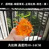 Hollow-Hollow Fruit & Rumble-Rumble Fruit - ONE PIECE Resin Statue - Demon Studios