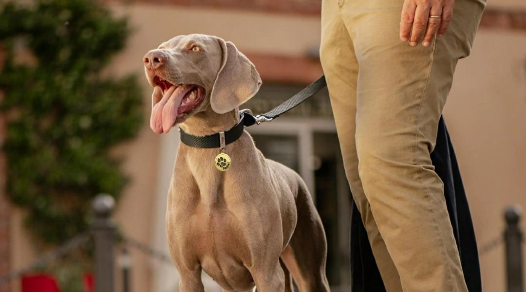 Pet ID Tags