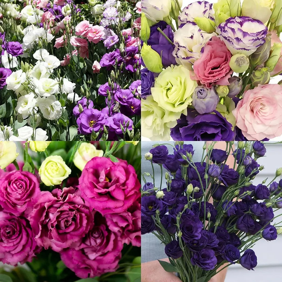 Premium Lisianthus Seeds &ndash; Grow Elegant, Long-Lasting Blooms in Your Garden