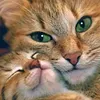 Diamond Painting-DIY Full Drill  Cat
