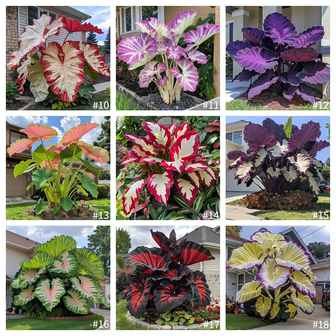 🎉Bulb🌿Rare giant flower caladium